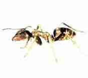Ant Exterminator Near You