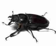24/7 Pest Control Services New Jersey or 24/7 Exterminator Services Middlesex NJ and surrounding. 