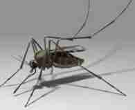 saw toothed grain beetles 195x159 6 Biting Pests Exterminator Near You