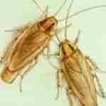 Cooackroach Exterminator, Roach control near me , coackroach control near me, NJ Coackroach control Edison NJ