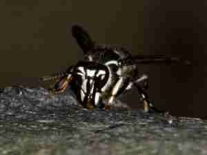 Bald face hornet exterminator and pest control in Piscataway/Edison/ Elizabeth/ Somerset/Union/ Jersey City/ Woodbridge