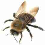 carpenter-bee NJ/ Carpenter Bee Exterminator near me